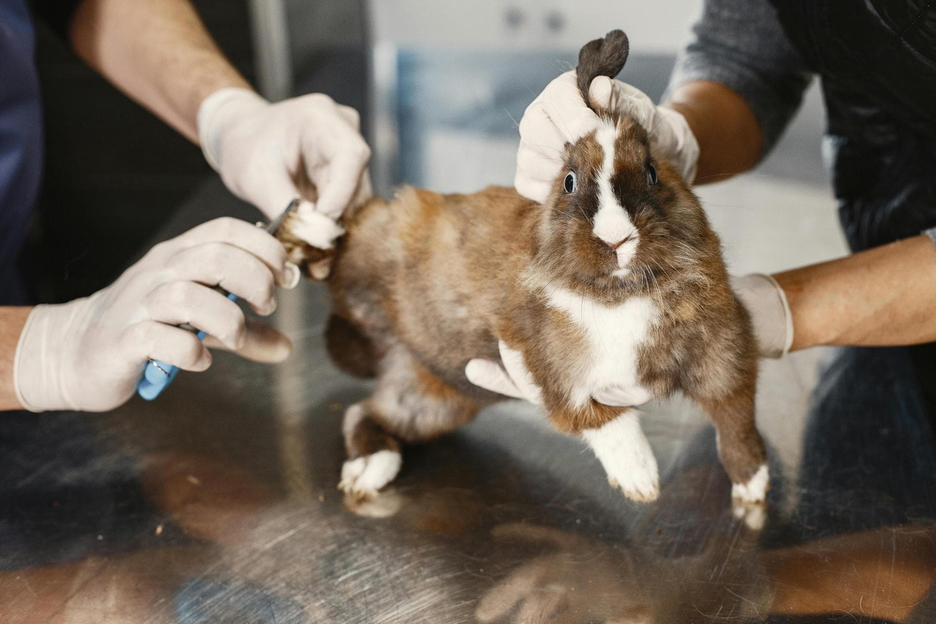 Dog & Cat Vets in Buffalo