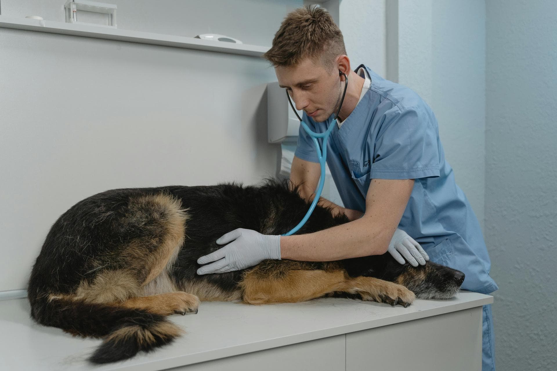Best Vets in Buffalo
